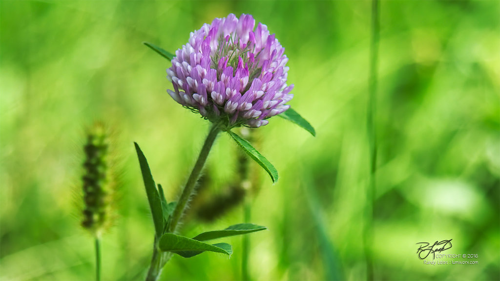 Clover in Purple