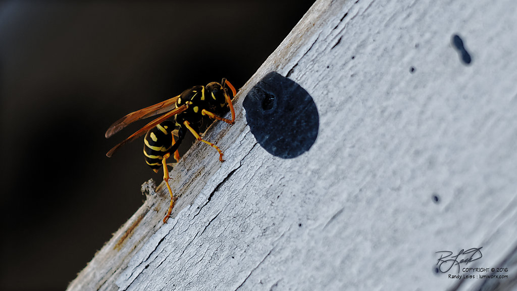 Eastern Yellowjacket