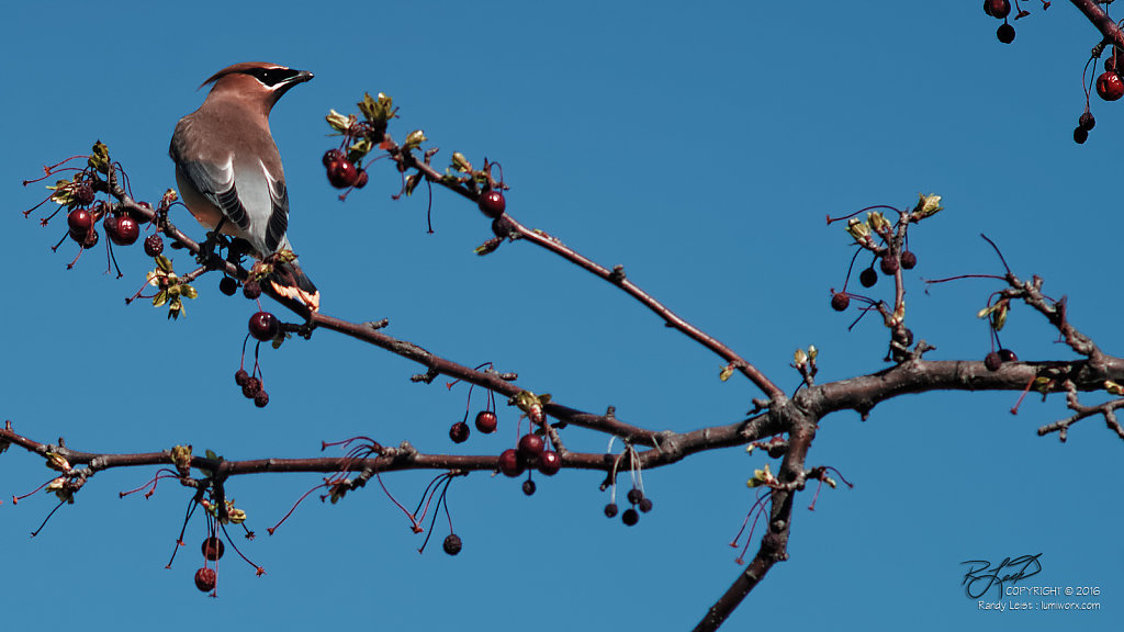 Cedar Waxwing 1