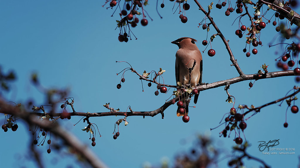 Cedar Waxwing 2