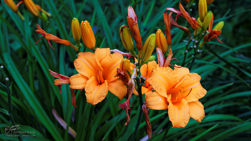 Yellow Daylillies 1