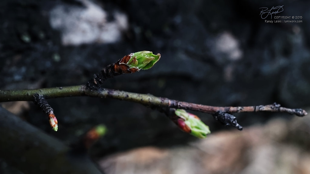 Crabapple Buds