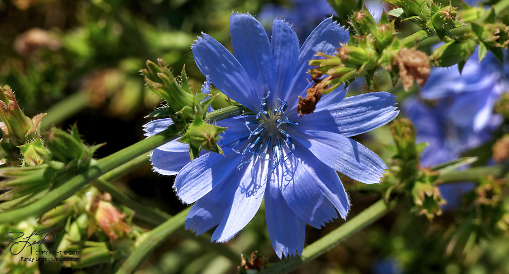 Chicory Flower 2