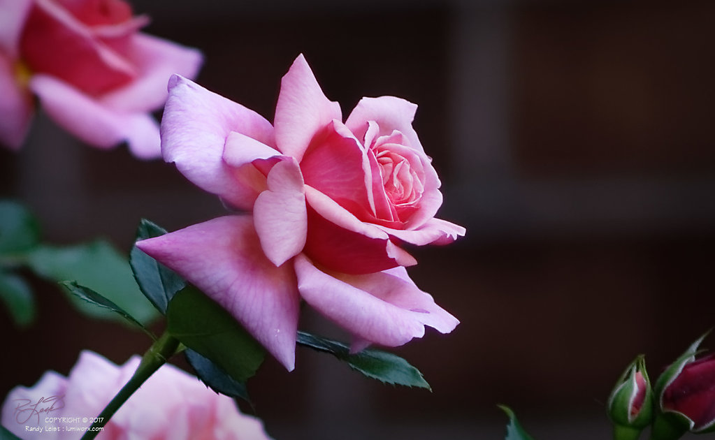 Two-toned Rose