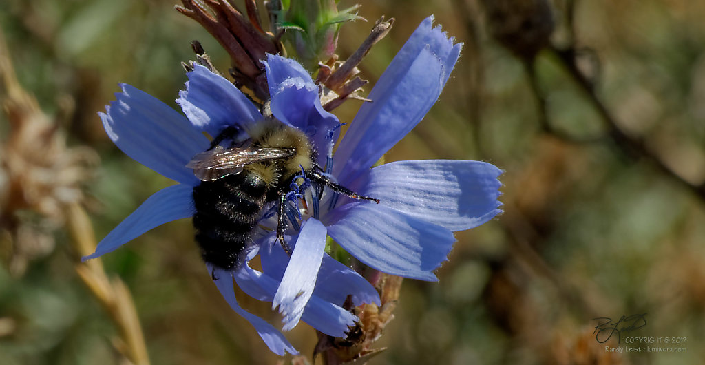 Pollination