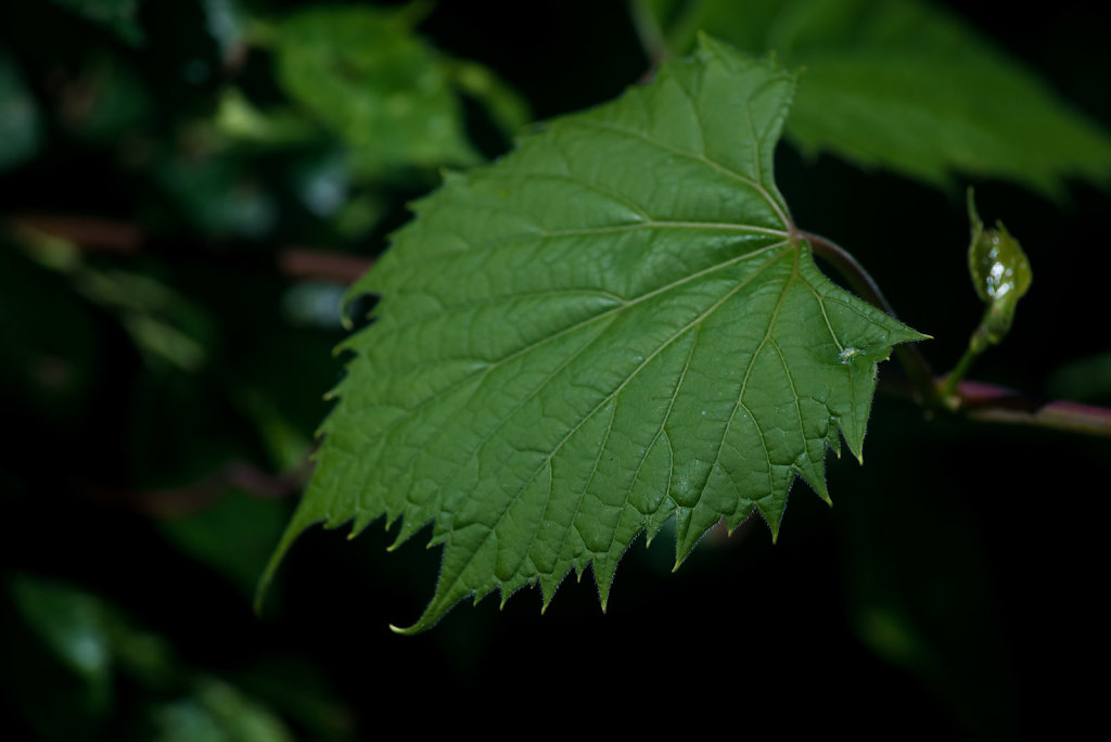 Wild Grape Leaf