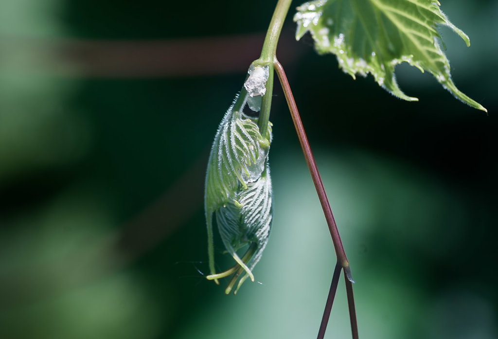 Budding Wild Grape Leaves