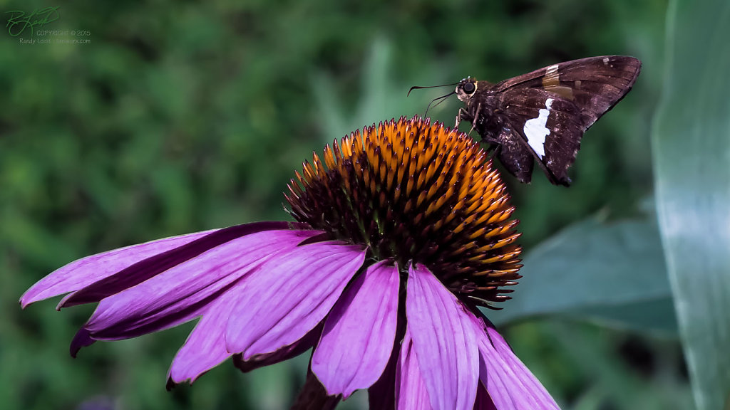 Skipper and Flower