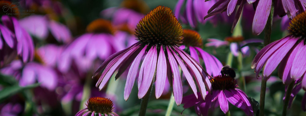 Corn Flowers