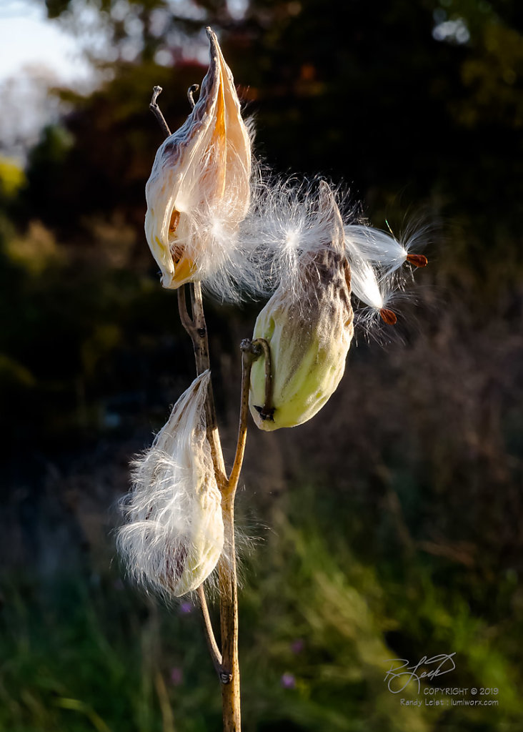 Exploding Milkweed