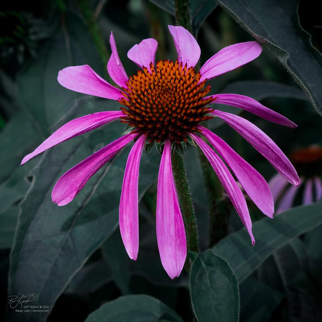 Corn Flower in early bloom